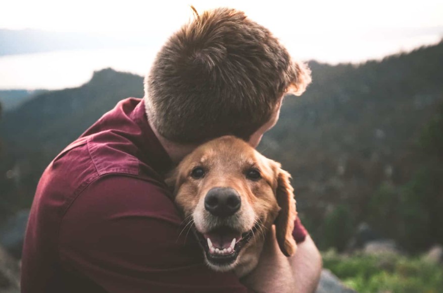 6 Benefits Of Traveling With Your Pet